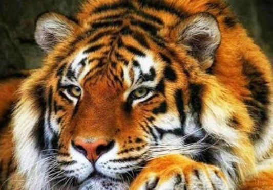 Entzückender Tiger Diamond Painting - Diamond Painting