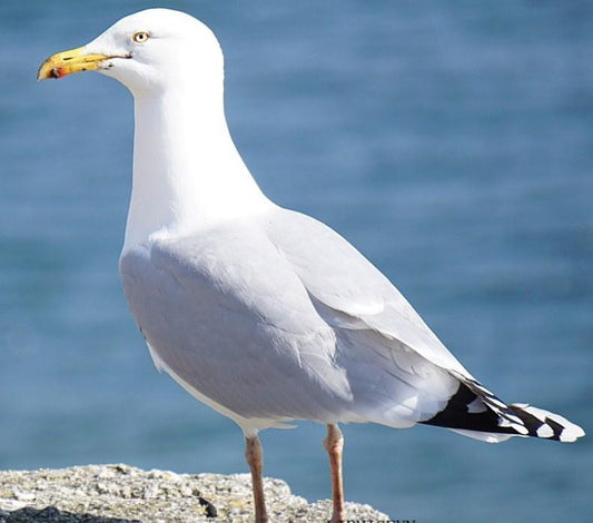 Albatros Diamond Painting - Diamond Painting