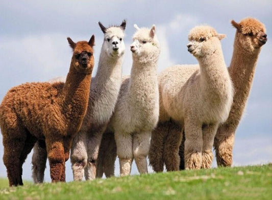 Alpakas & Lamas - diamond painting kit - Diamond Painting