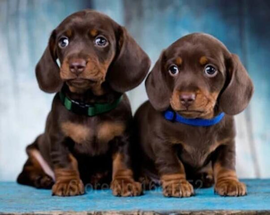 Alpine Dachsbracke Diamond Painting - Diamond Painting