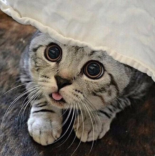 Amerikanische Katze mit kurzen Haaren Diamond Painting - Diamond Painting