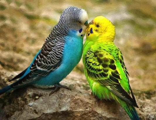 Australische Papageien Diamond Painting - Diamond Painting