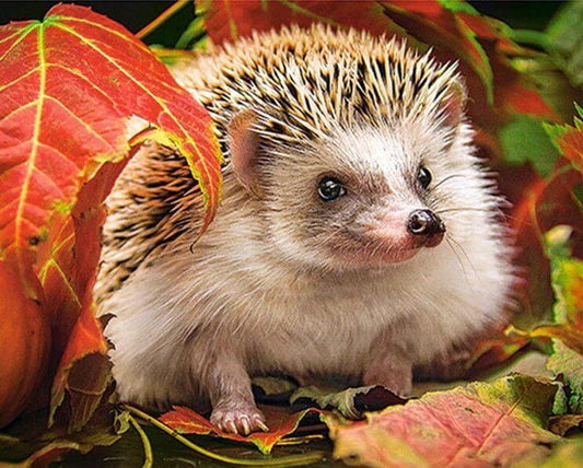 Herbst Igel Malerei Kit - Diamond Painting