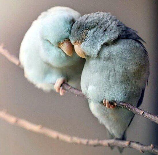 Verliebte Vögel - Diamond Painting