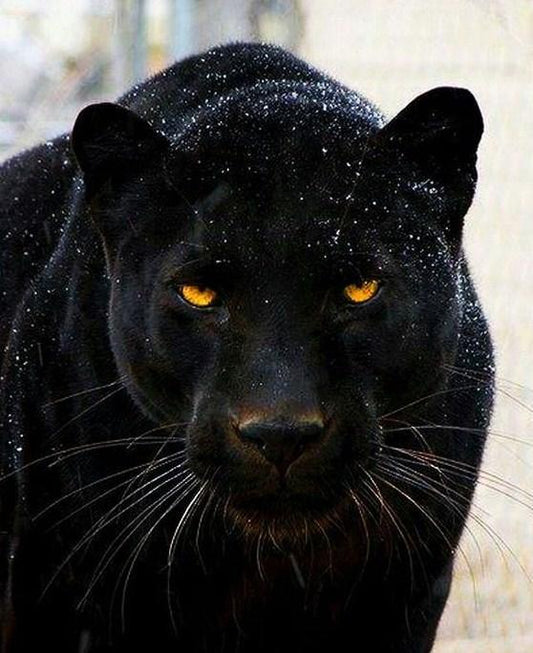 schwarzer Panther DIY Malerei Kit - Diamond Painting