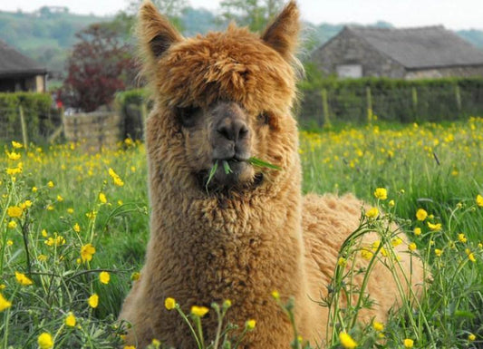 Braunes Lama sitzt auf den Feldern - Diamond Painting