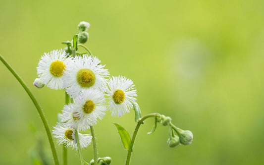 Kamille - malen mit Diamanten - Diamond Painting