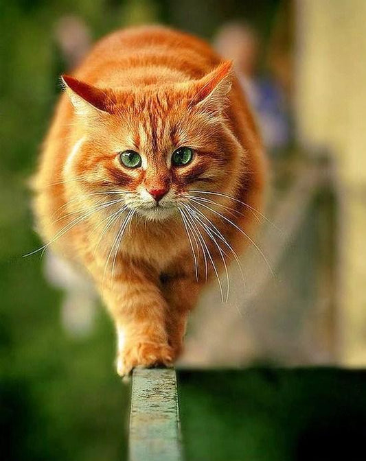 Mollige Katze Diamond Painting Kit - Diamond Painting