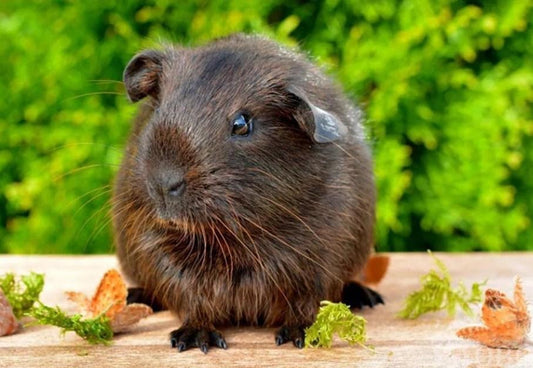 Nettes schwarzes Meerschweinchen - Diamond Painting