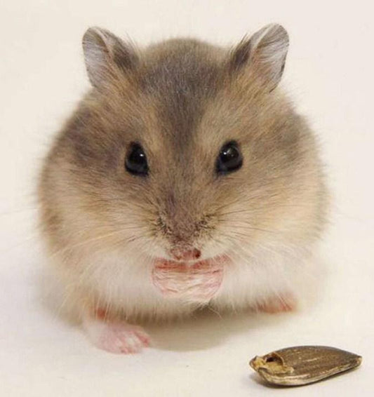 Nette Maus - Malen durch Diamanten - Diamond Painting