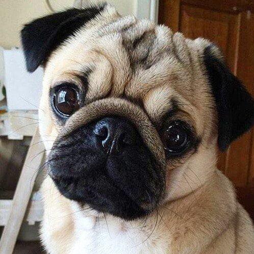 Nettes Mops-Hundemalerei-Kit - Diamond Painting