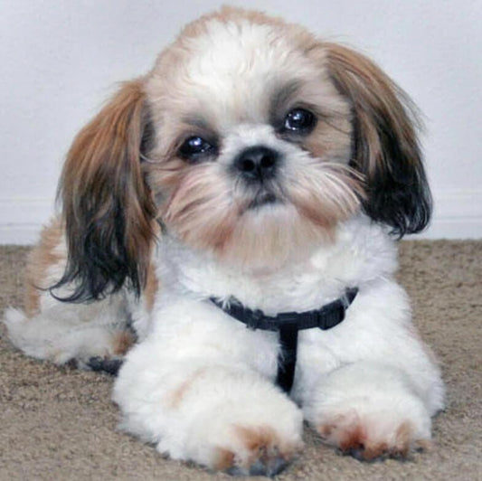 Süßer Welpe Diamond Painting - Diamond Painting