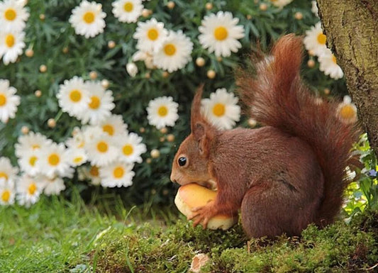 Gänseblümchen Blumen & Eichhörnchen Diamond Painting - Diamond Painting