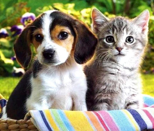 Hund Katze Diamond Painting Kit - Diamond Painting