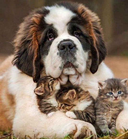 Hund mit drei Kätzchen - Diamond Painting