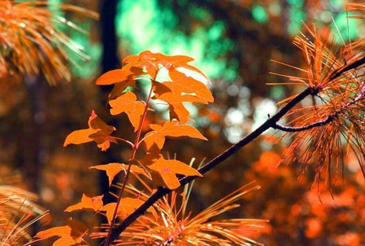 Getrocknete Herbstblätter - Diamond Painting