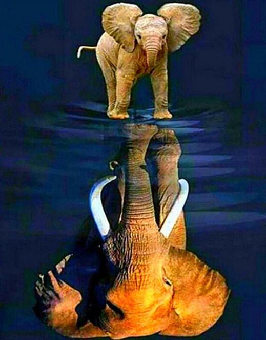 Elefantenbaby träum groß - Diamond Painting