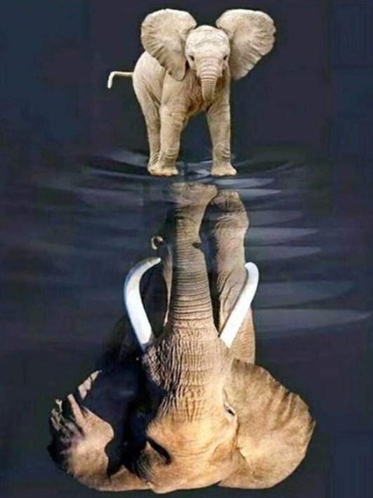 Elefant träumt groß - Farbe von Diamanten - Diamond Painting