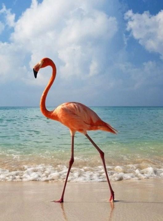 Flamingo am Strand Diamond Painting - Diamond Painting