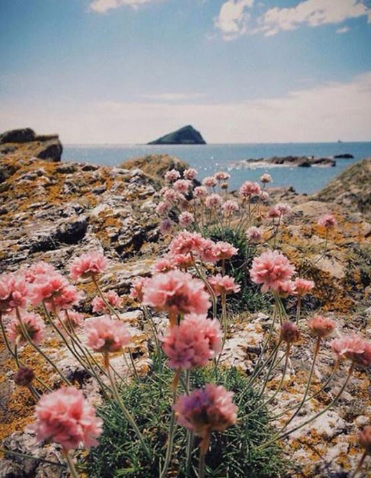 Blumen am Meer - Diamond Painting