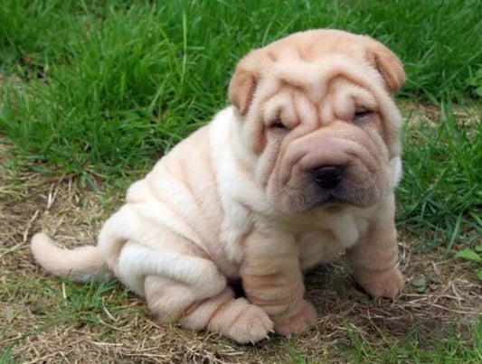 Fluffy Dog Ori-Pei Rasse - Diamond Painting