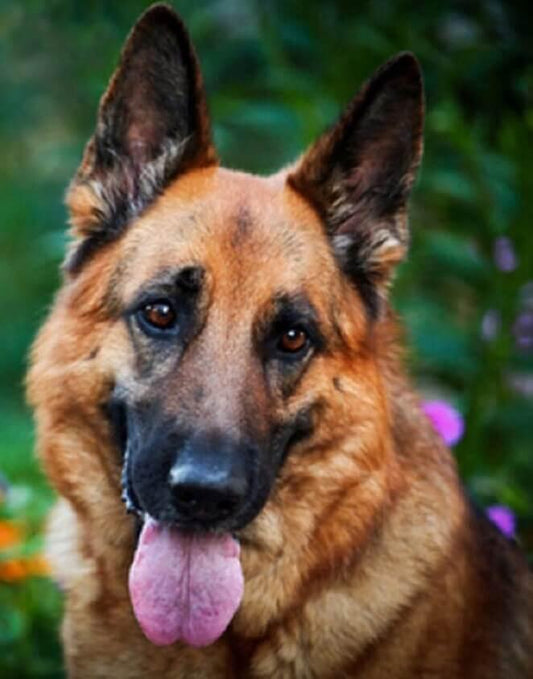 Deutscher Schäferhund Malerei kit - Diamond Painting