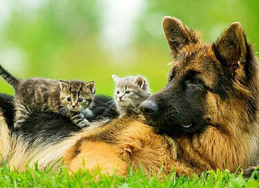 Deutscher Schäferhund mit süßen Kätzchen - Diamond Painting