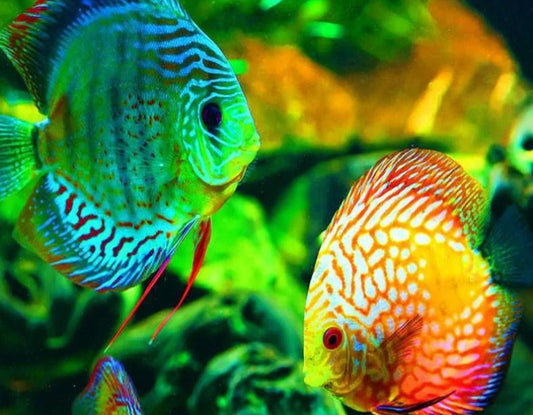 GloFish - Malen nach Diamanten - Diamond Painting