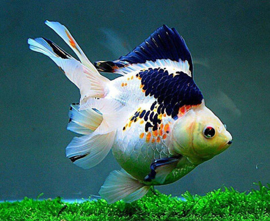 Goldfischarten Diamond Painting Kit - Diamond Painting