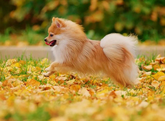 Happy Pomeranian - Farbe von Diamante - Diamond Painting