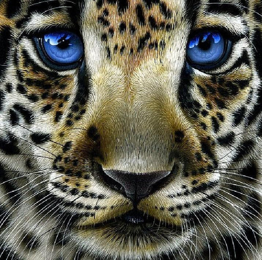 Leopardenbaby mit blauen Augen - Diamond Painting