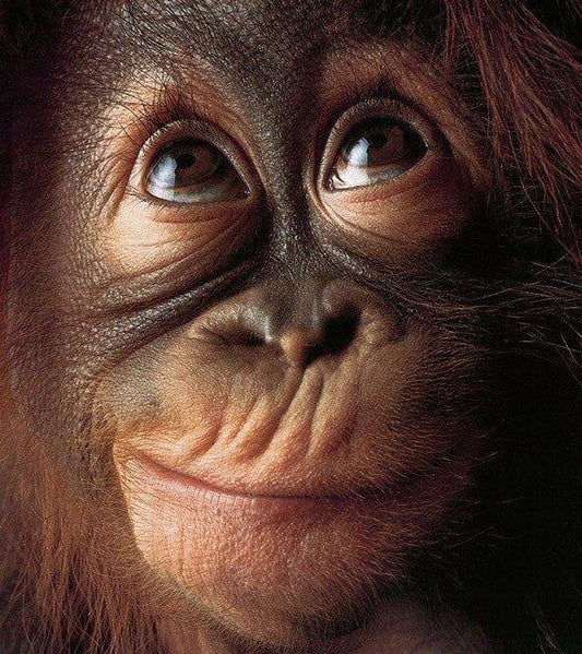 Affengesicht Diamond Painting Kit - Diamond Painting