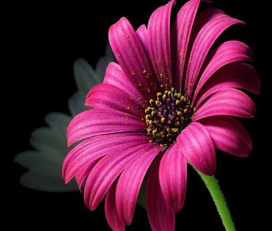 Rosa Gänseblümch DIY Malerei Kit - Diamond Painting