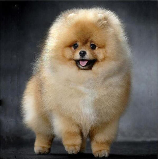 Pomeranian - malen durch Diamanten - Diamond Painting