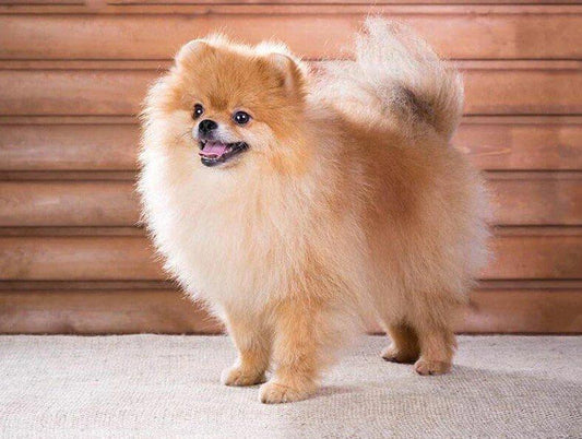 Pommerscher Welpe Diamond Painting - Diamond Painting