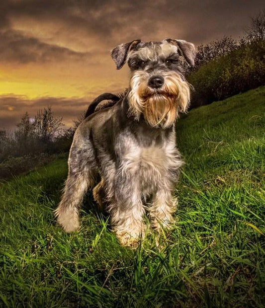 Schnauzerhund - Malen mit Diamanten - Diamond Painting