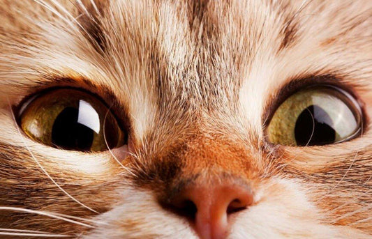 super süße Katze mit Blasenaugen - Diamond Painting