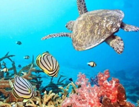 Schildkröte & Fisch im Meer - Diamond Painting