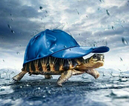 Schildkröte in einem Hut - Diamond Painting