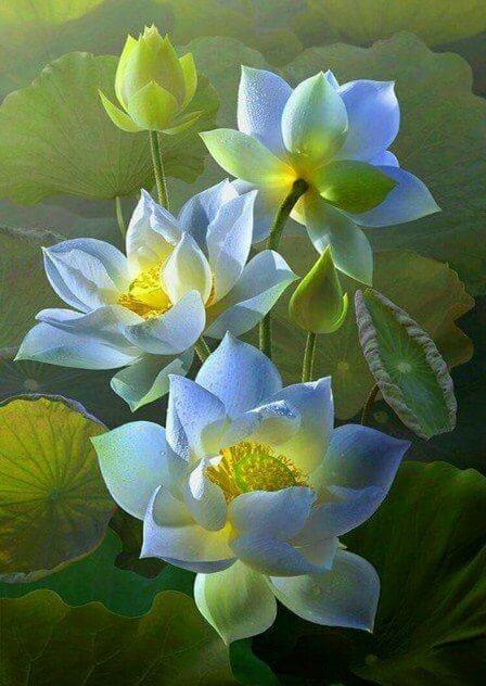 White Lotus Flowers Mal-Kit - Diamond Painting