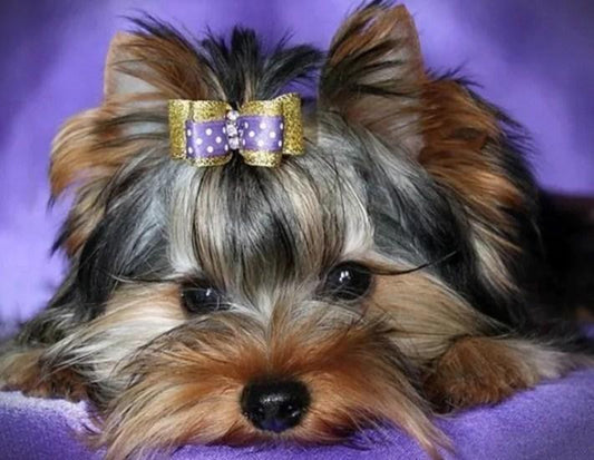 Yorkshire Terrier - Malen von Diamanten - Diamond Painting