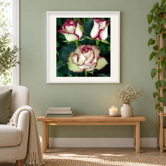 Weiße Rosen mit roten Spitzen als gerahmtes Diamond Painting im Wohnzimmer