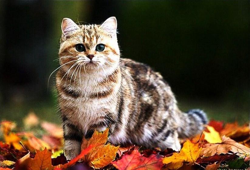 Entzückende Katze auf Herbstlaub - Diamond Painting