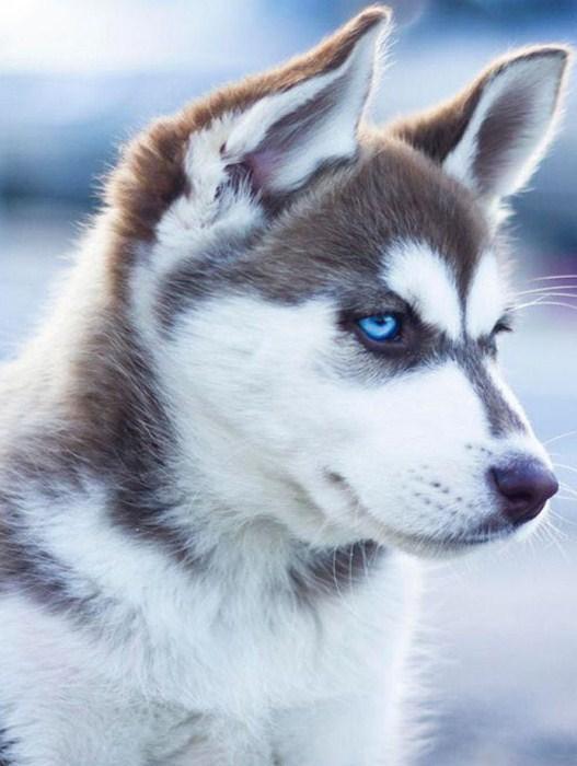 Entzückender Husky mit blauen Augen - Diamond Painting