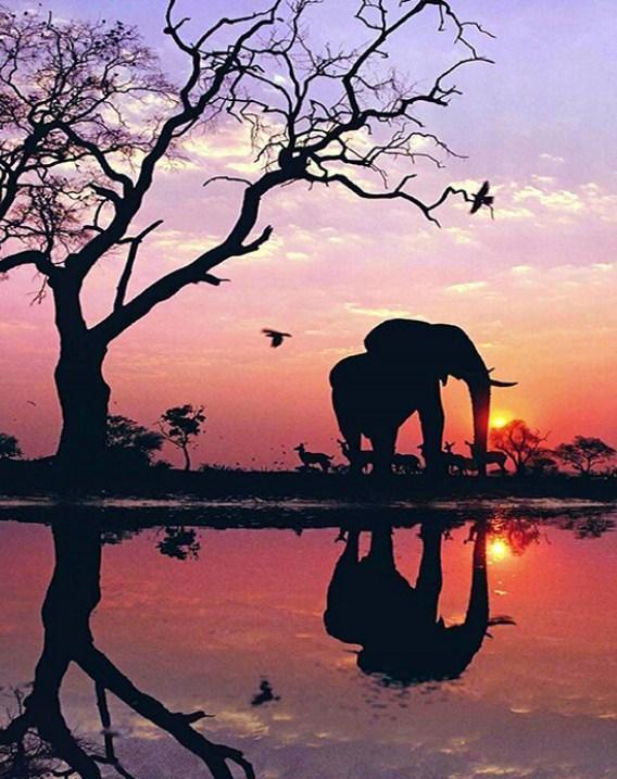 Afrikanischer Elefant & Sonnenuntergang Blick - Diamond Painting