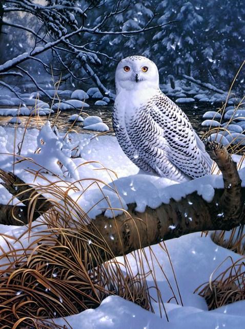 Schöne Schneeeule Diamond Painting - Diamond Painting