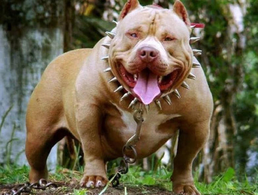 Amerikanischer Pitbull Terrier Hund - Diamond Painting