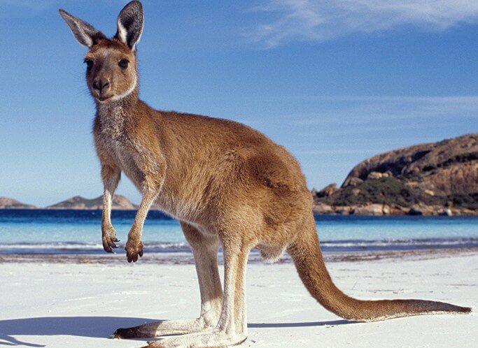 Australisches Känguru am Strand - Diamond Painting