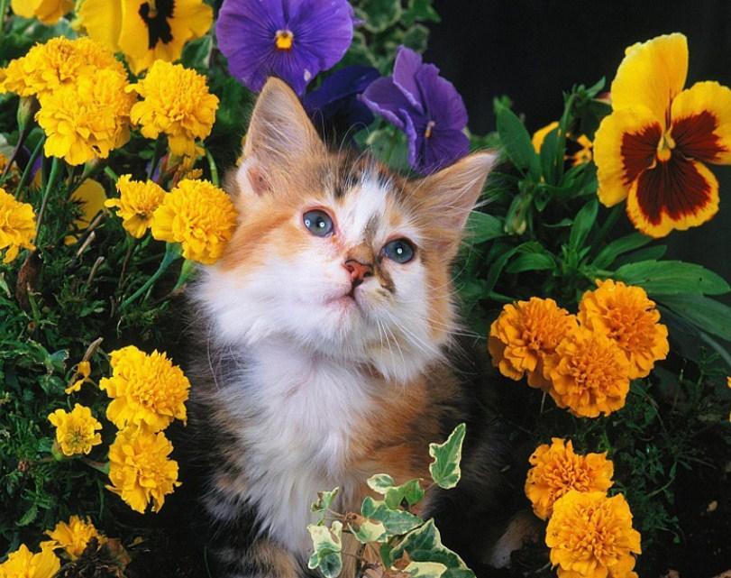 Schöne Katze & gelbe Blumen - Diamond Painting