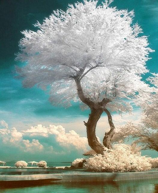 Schöner Baum mit weißen Blättern - Diamond Painting
